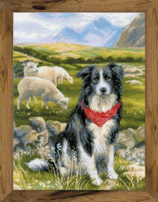 A black and white border collie with a red bandana sits in a grassy field with grazing sheep and distant mountains in the background.
